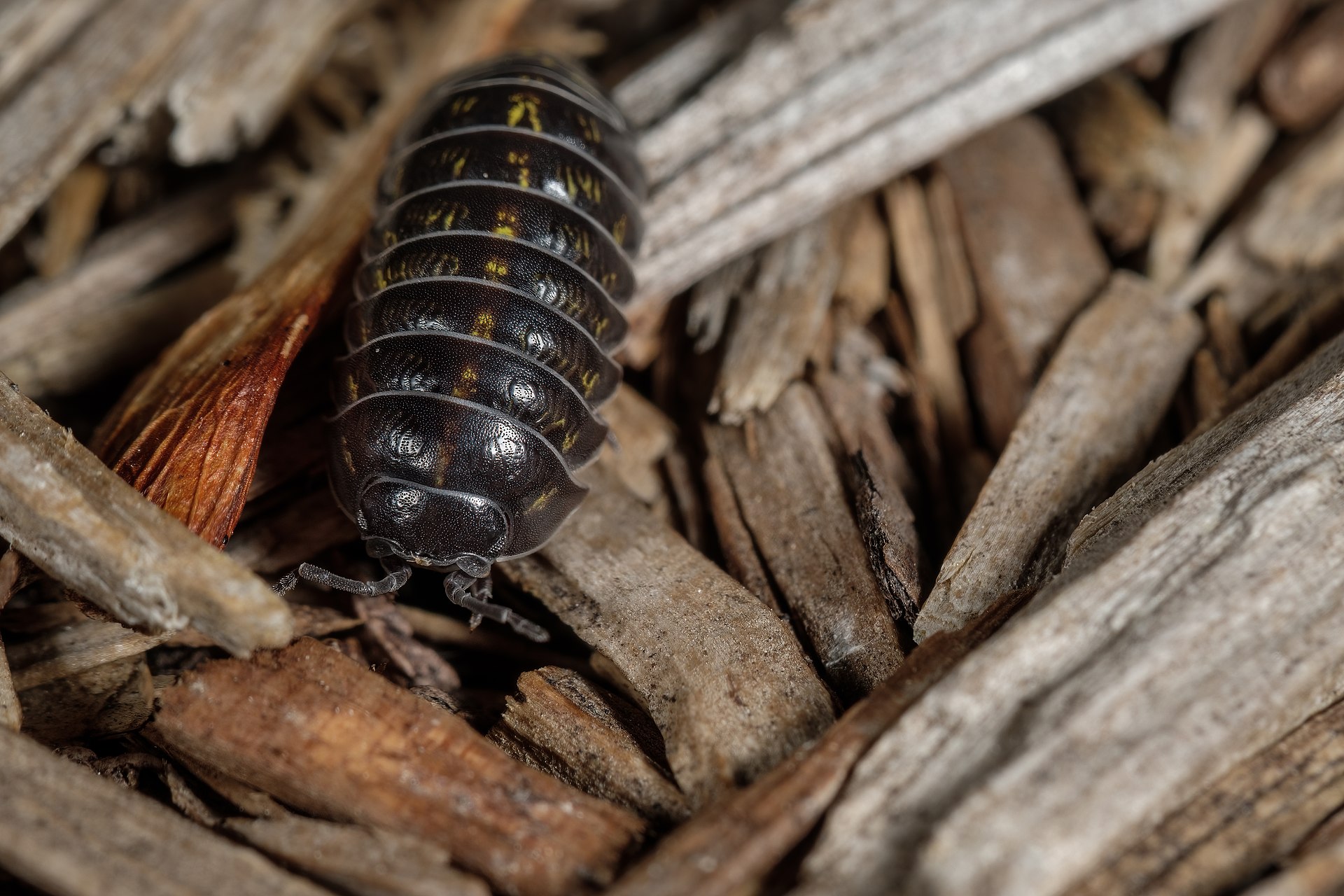 Roly Poly (isopod)
